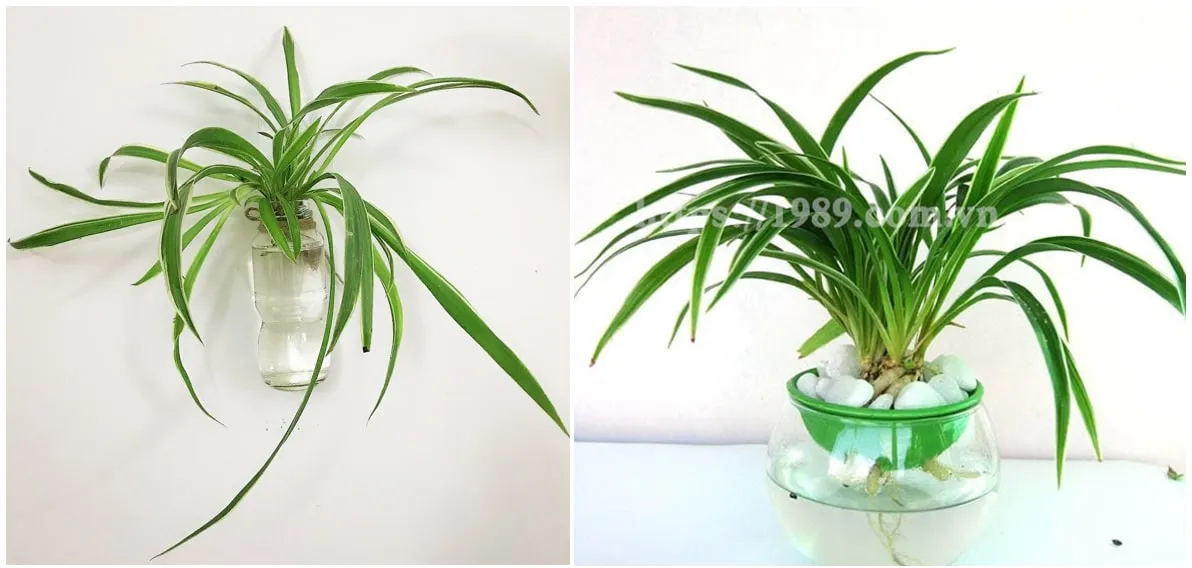 Cây Cỏ Lan Chi Thủy canh của 1989 JSC