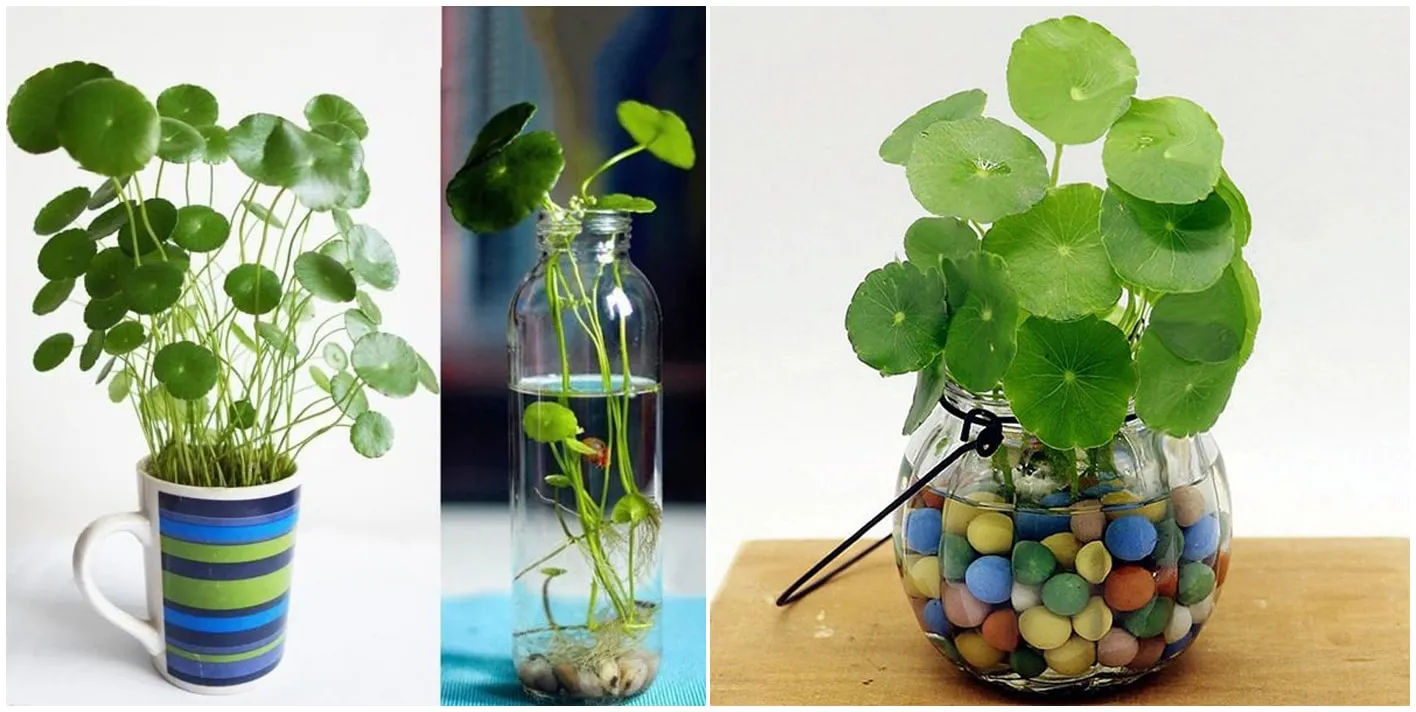 Cây Cỏ Đồ“ng Tiền Thủy canh của 1989 JSC