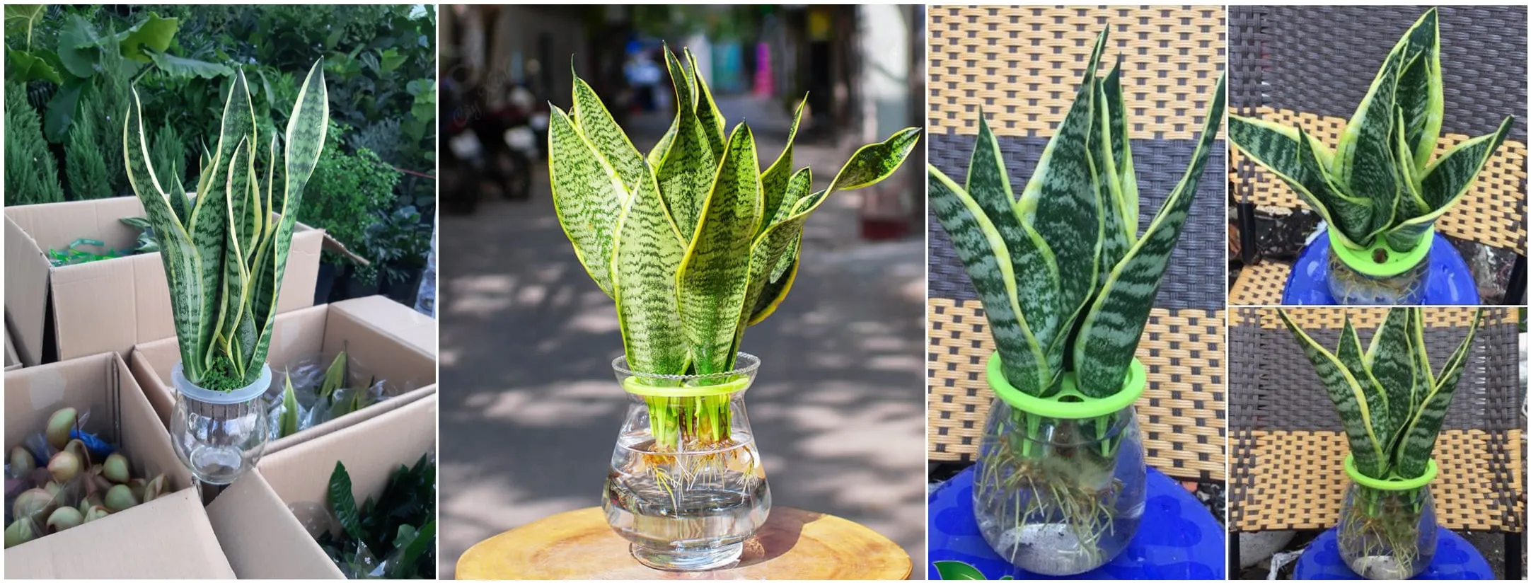 Cây Lưỡi Hổ Thủy canh của 1989 JSC