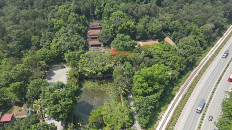 Hướng Dẫn Chi Tiết: Cách Trồng Cây Me Rừng Mang Lại Vị Chua Thanh & Giá Trị Kinh Tế