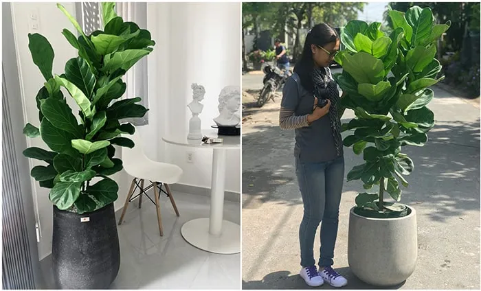 Bàng Singapore để sàn (1,6m)