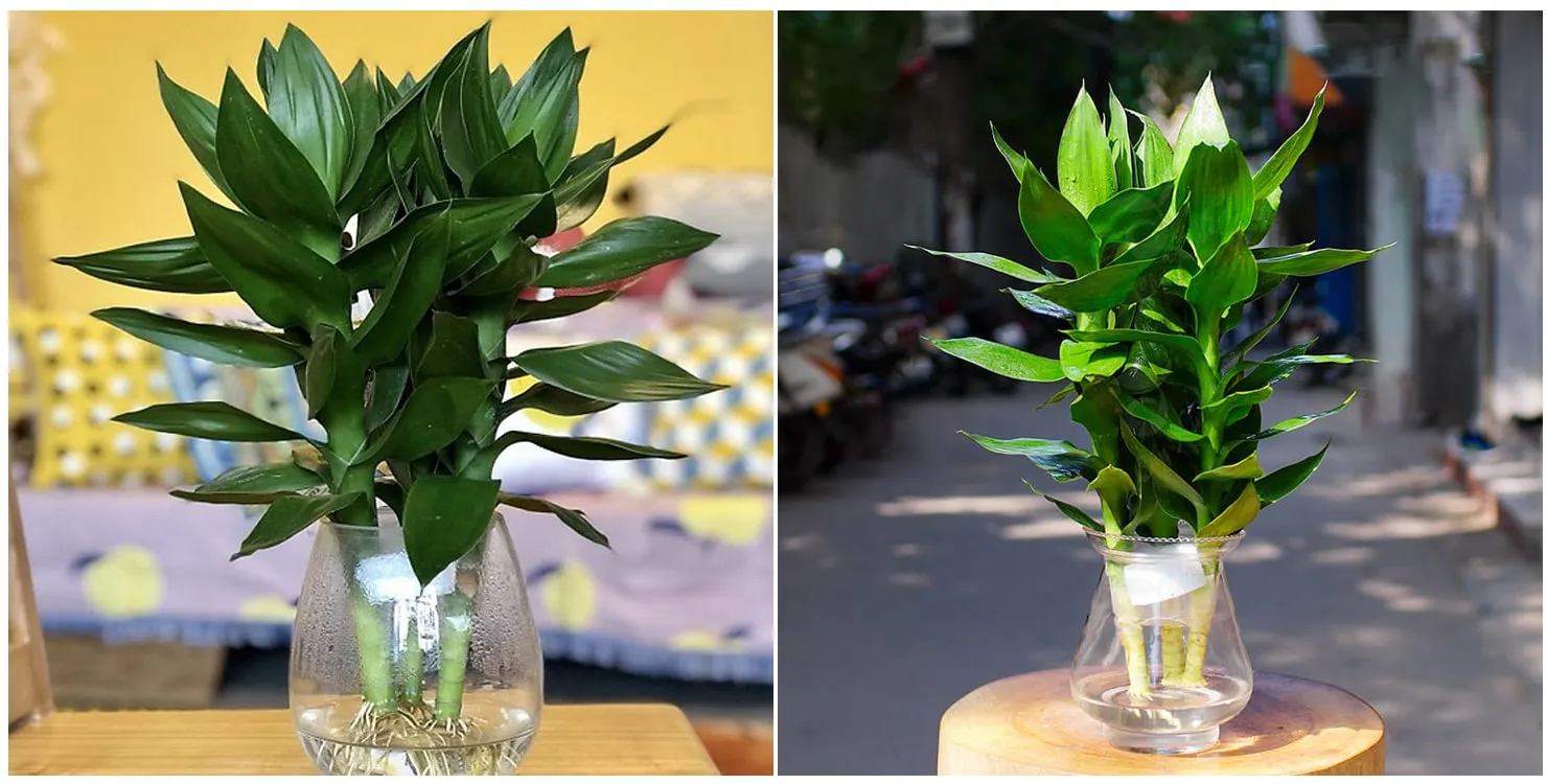 Cây Phát Tài Phát Lộc thủy canh của 1989 JSC