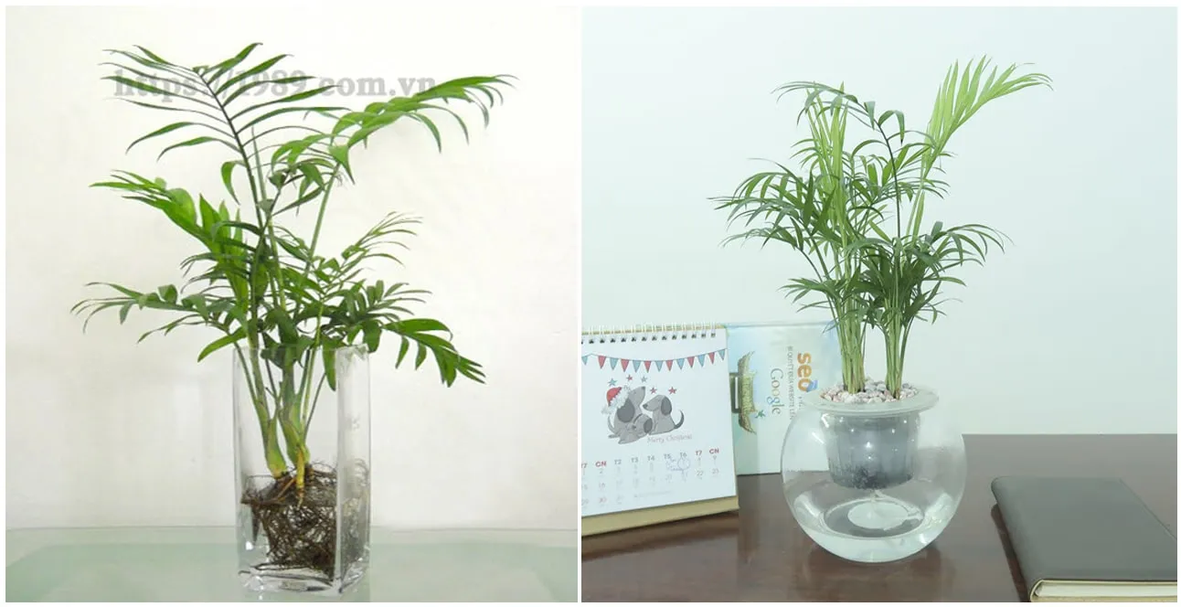 Cây Cau Tiểƒu Trâm thá»§y canh cá»§a 1989 JSC