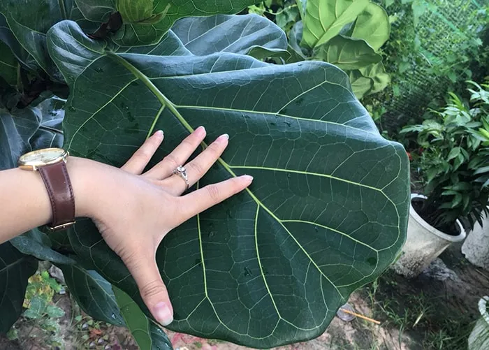 Lá của cây Bàng Singapore