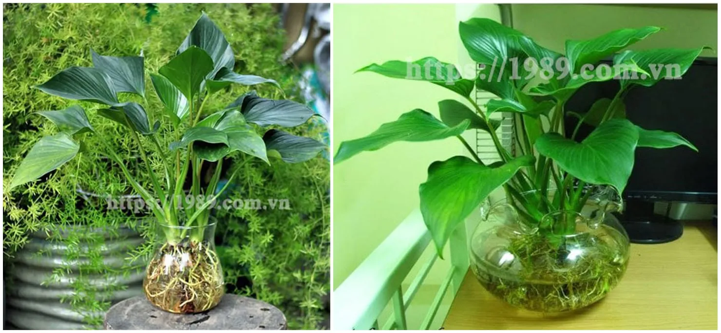 Cây Thanh Tâm thá»§yÂ canh cá»§a 1989 JSC