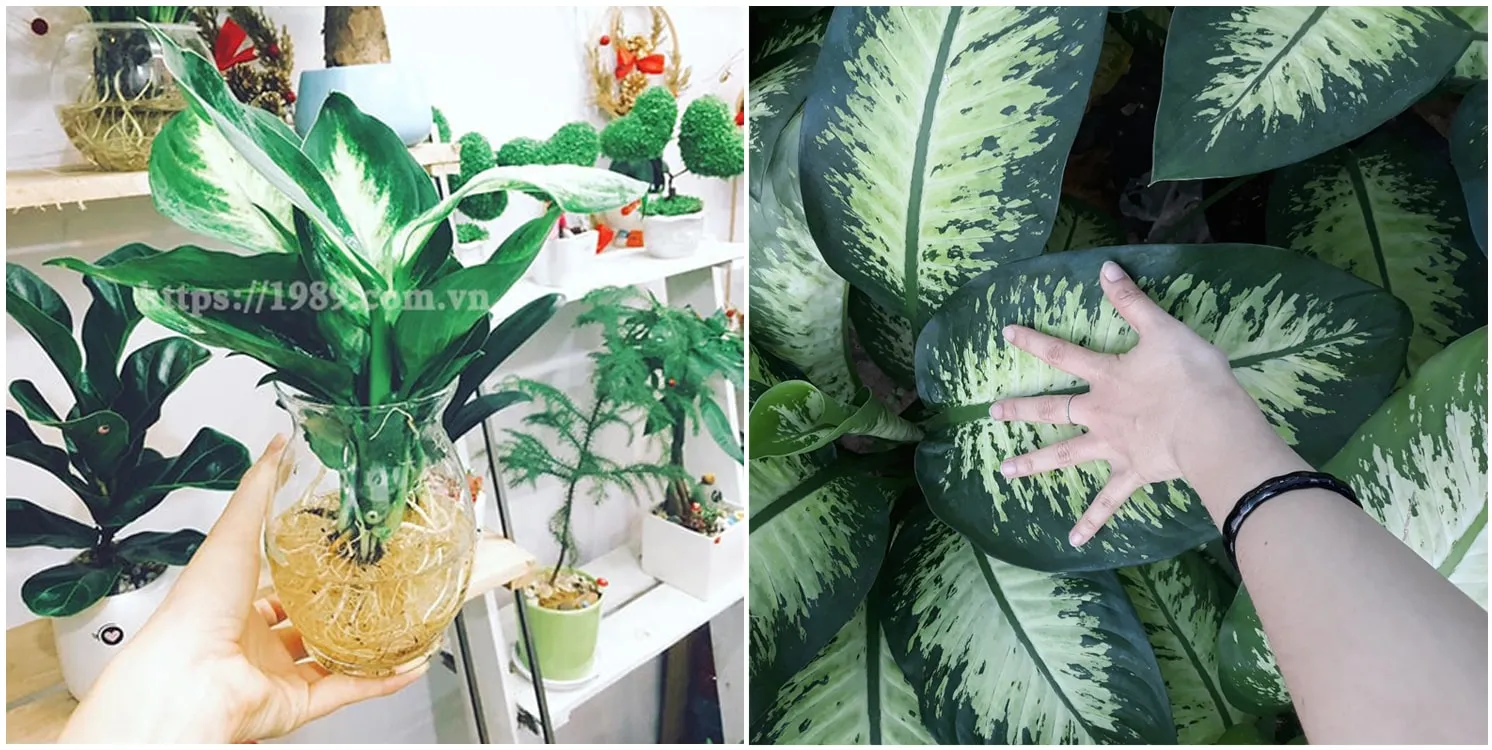 Cây Vá»¡n NiÃªn Thanh thá»§yÂ canh cá»§a 1989 JSC