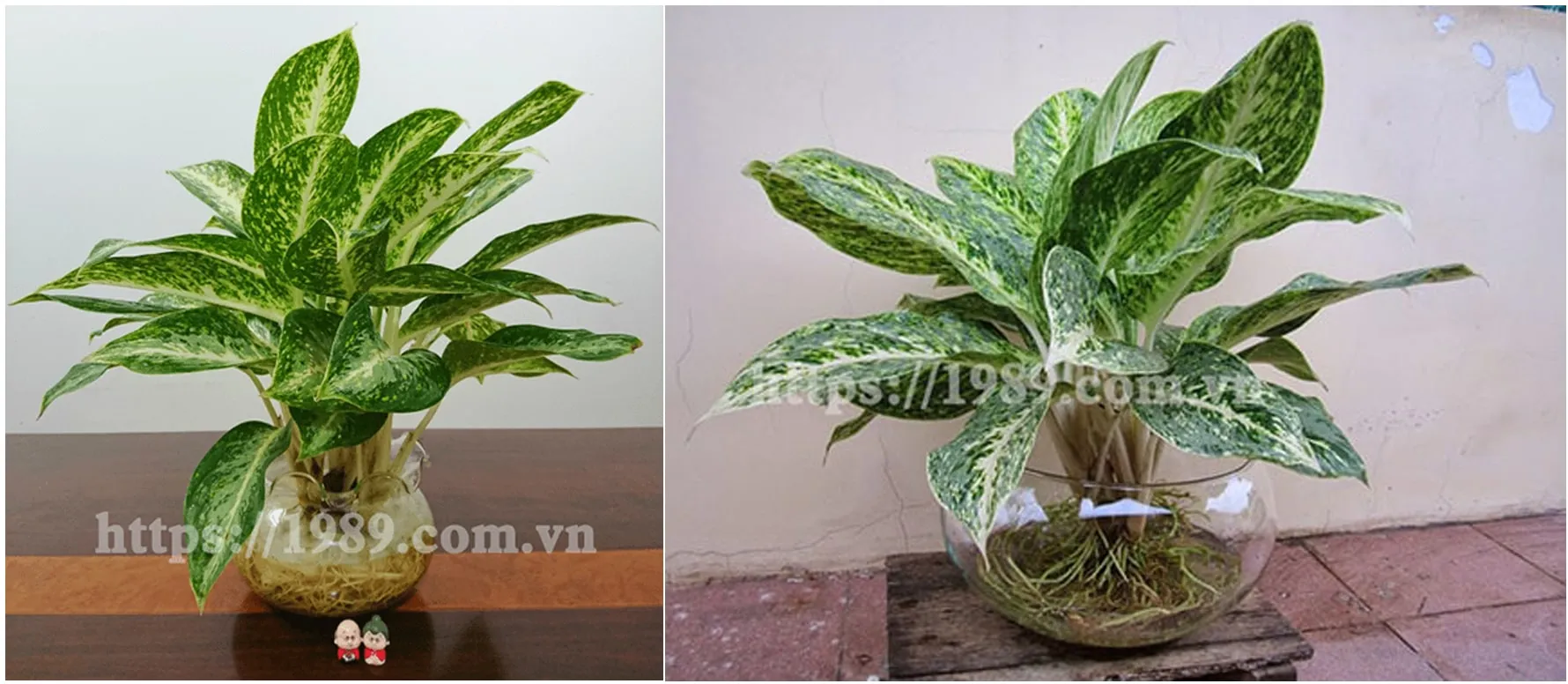 Cây Huy Hoàng thá»§yÂ canh cá»§a 1989 JSC