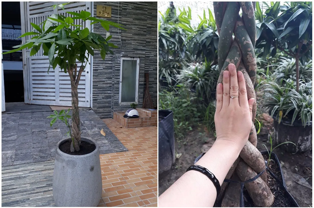 Kim ngân thắt bím