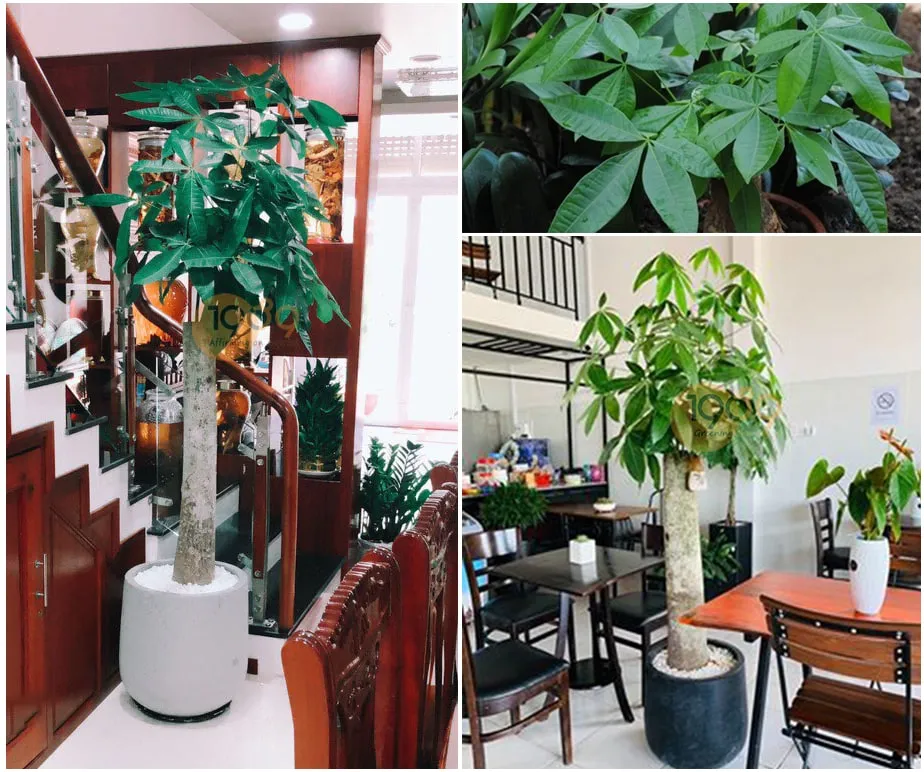 Kim Ngân nhất trụ đặt trong nhà