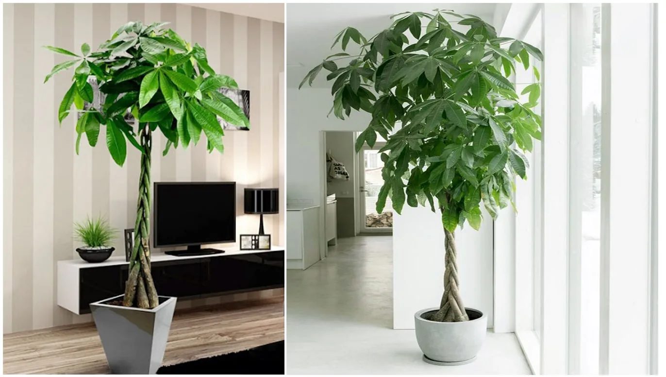 Cây Kim ngân Sanh ưa sáng