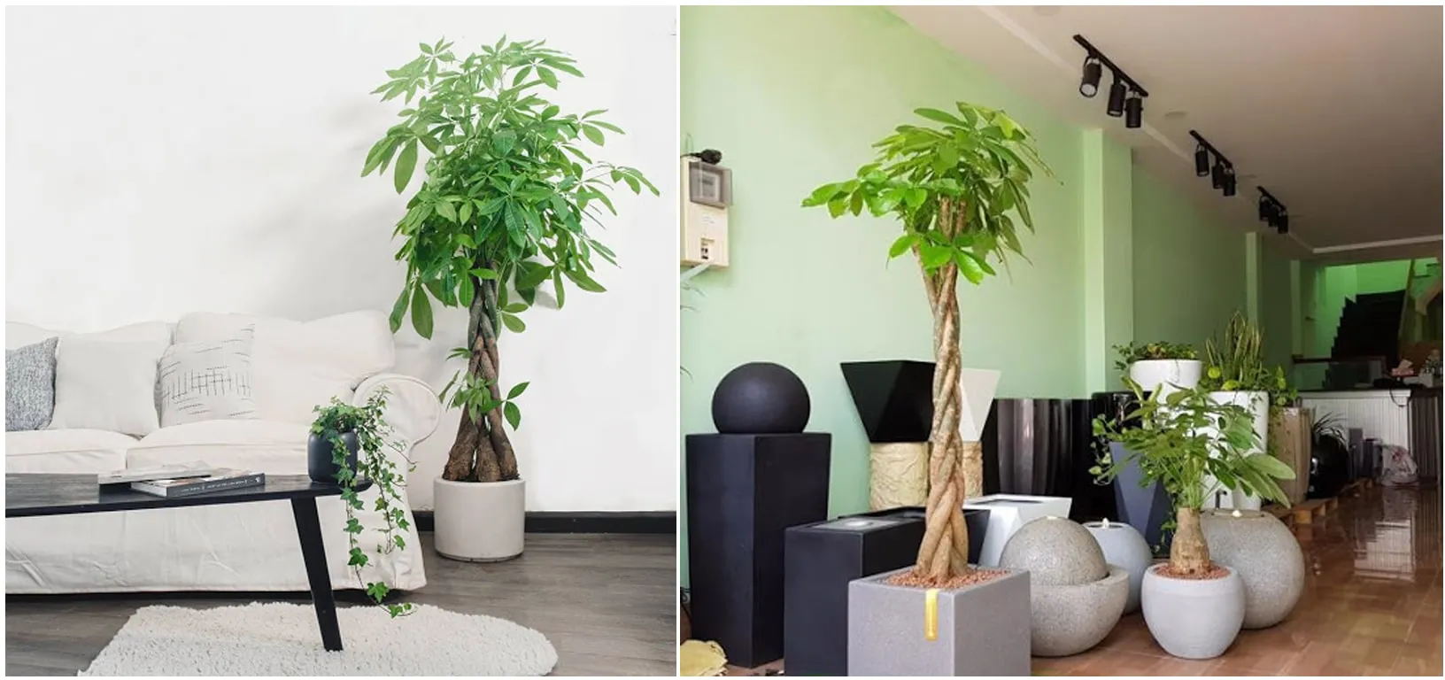 Cây Kim ngân Sanh đặt tại văn phòng - nhà ở