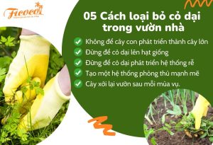 05 cách loại bỏ cỏ dại trong vườn nhà