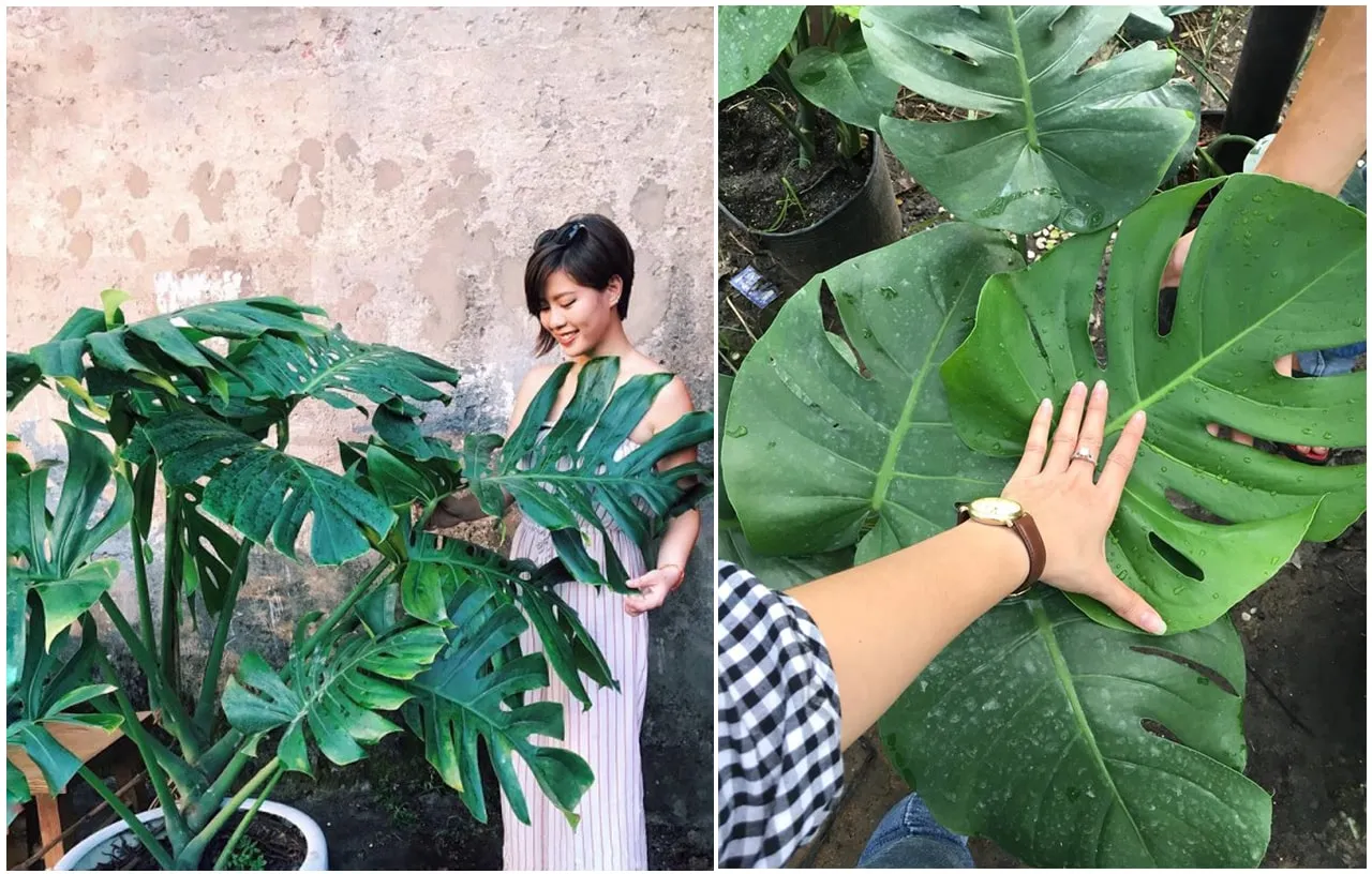 Trầu Bà Nam Mỹ có nhiều ý nghĩa phong thủy