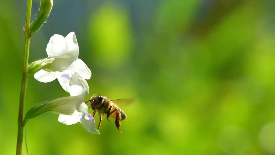Bọ rùa đang săn rệp trên lá cây, minh họa vai trò kiểm soát sinh học tự nhiên
