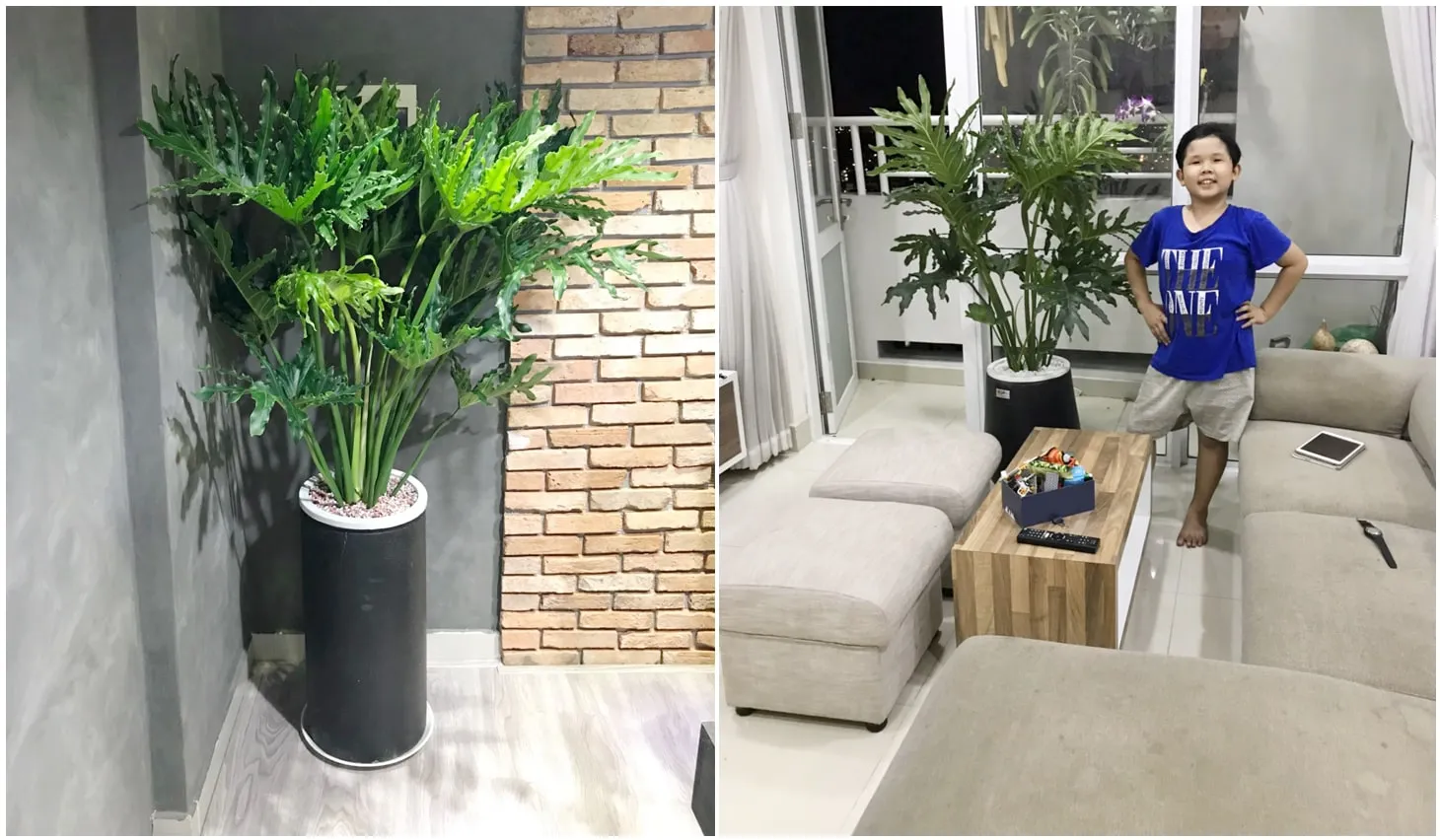 Cây Trầu Bà Thanh Xuân