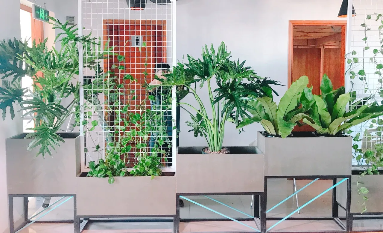 Cây Trầu Bà Thanh Xuân thanh lọc không khí