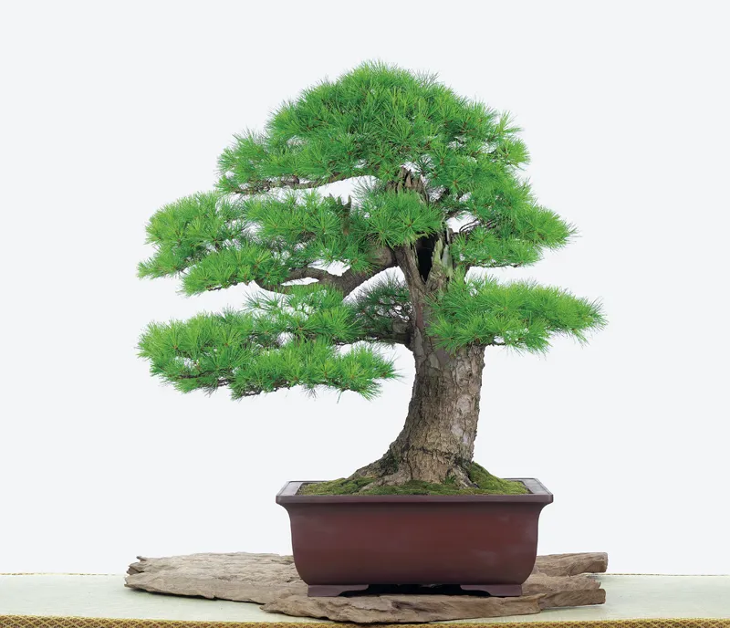 Tổng quan các mảng sáng tối trong nghệ thuật Bonsai chuyên nghiệp