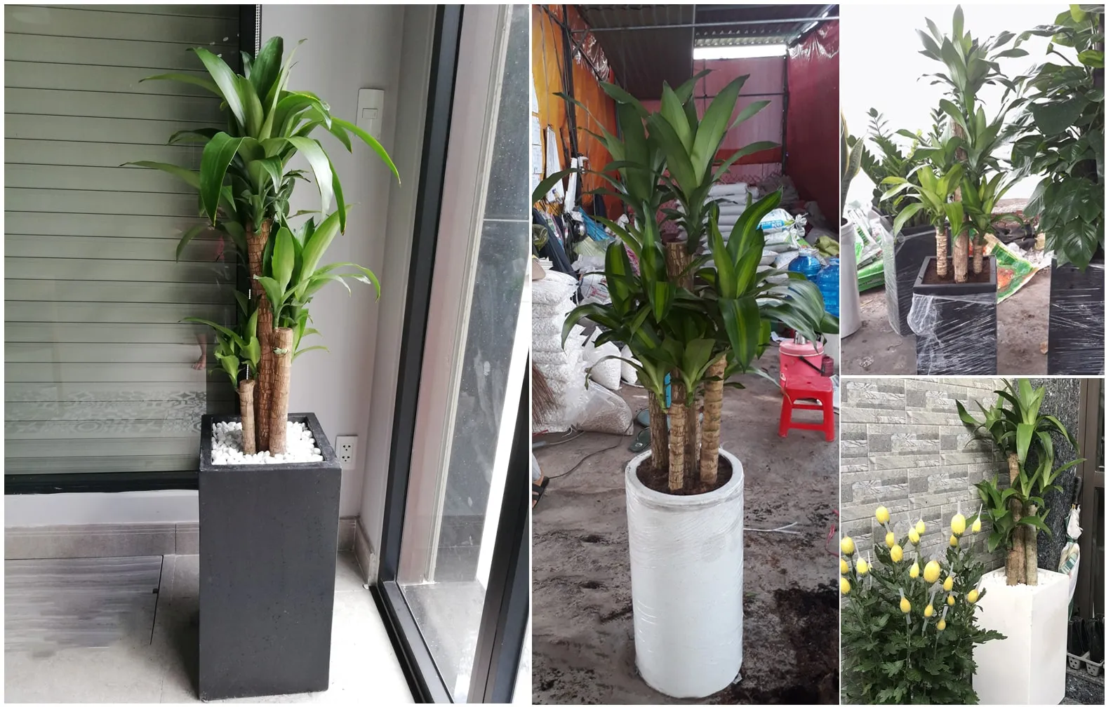 Cây Thiết Mộc Lan