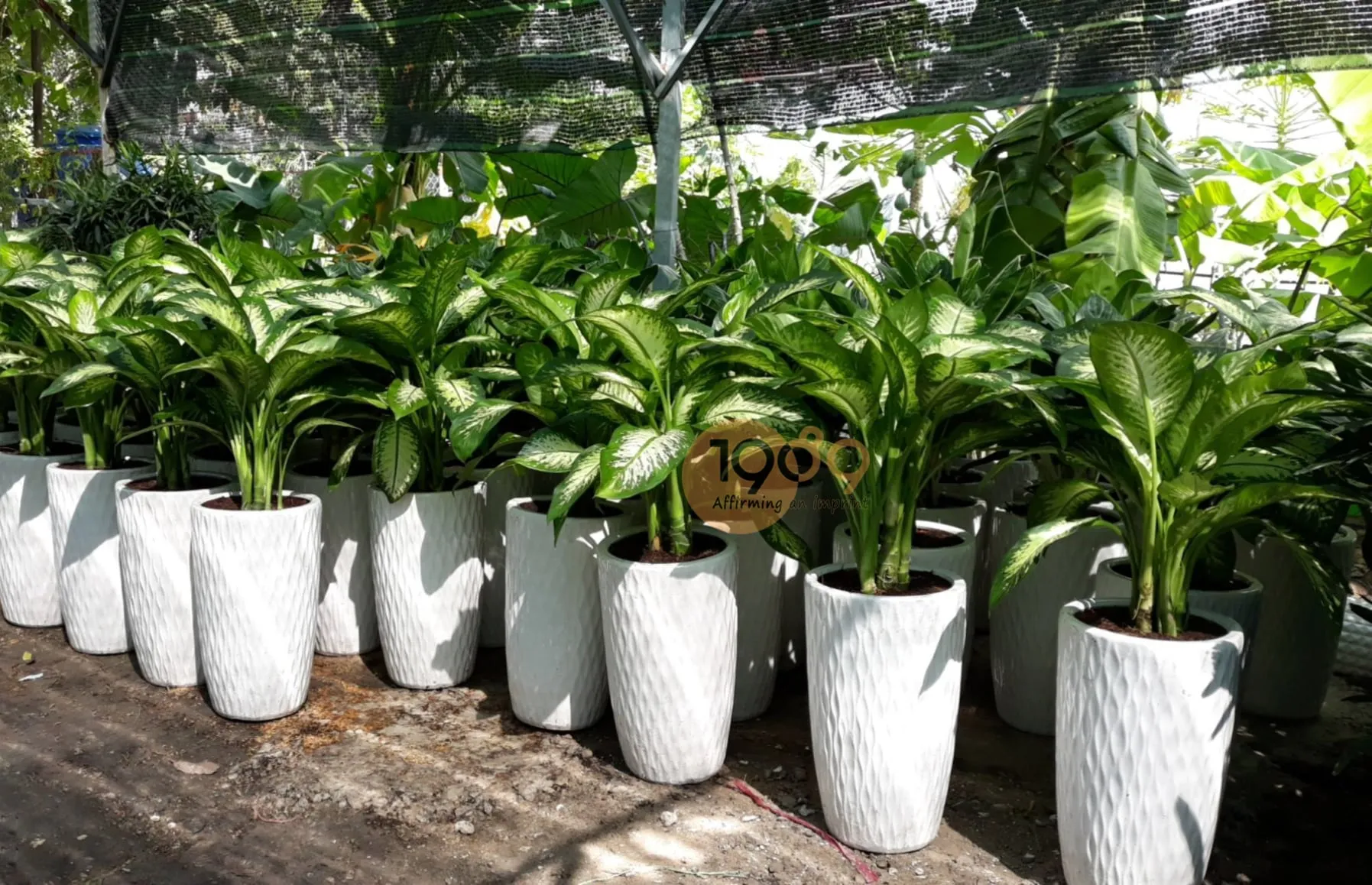 Cây Vạn Niên Thanh