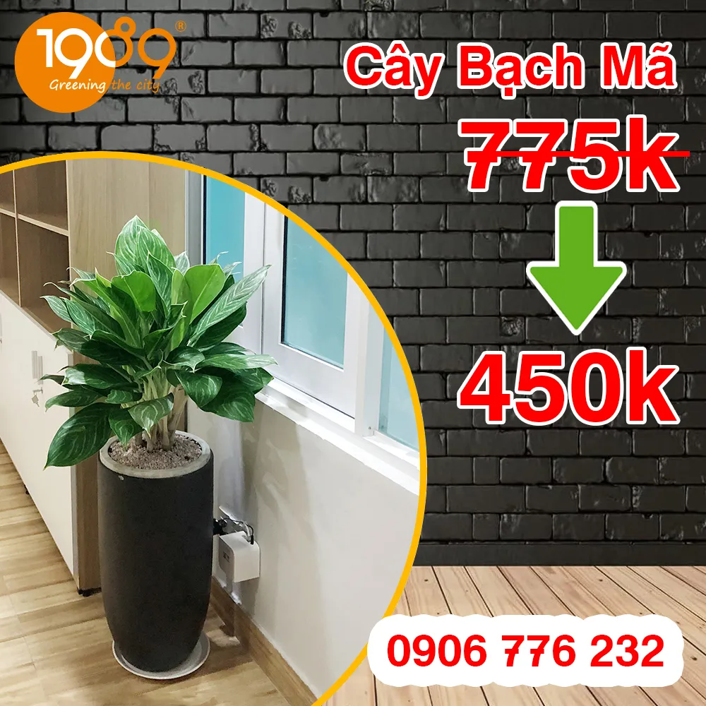 Chi tiết độ bóng và vân lá của dòng Aglaonema Sp trong môi trường nội thất