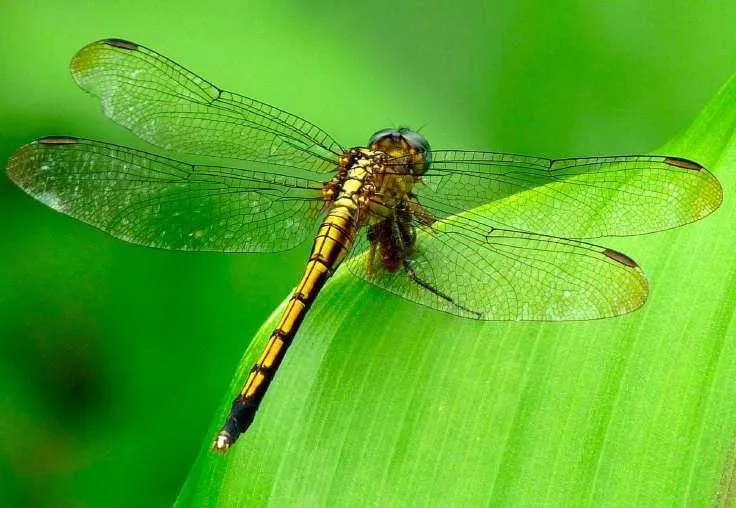 Côn trùng trong chuỗi thức ăn, là nguồn protein cho động vật và con người