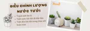 MẸO TRỒNG SEN ĐÁ LÊN MÀU CỰC ĐẸP