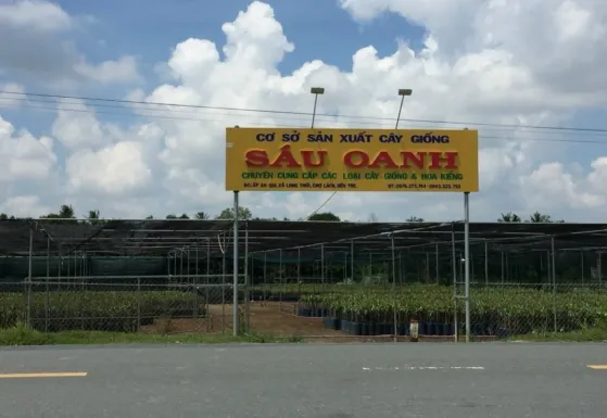 Cây Giống Sáu Oanh