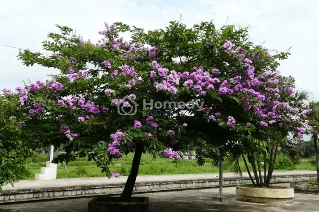 Hoa bằng lăng tím mang tới khung hình mộng mơ lãng mạn trước cổng nhà bạn