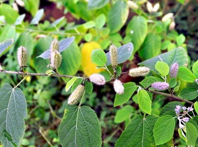 Cách Nhận Biết Cây An Xoa Chuẩn Xác Nhất