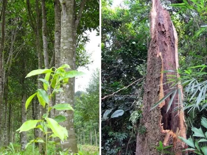 Cách nhận biết cây gió bầu đơn giản