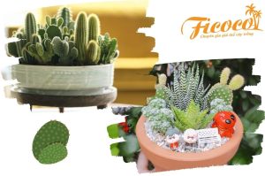 Trồng xương rồng tại nhà: Ý nghĩa và mẹo chăm sóc - Phần 1