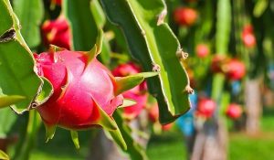 1 Bình Phân Bón Lá Cho Mấy Ha Thanh Long? Hướng Dẫn Chi Tiết Và Cách Tính Toán Hiệu Quả