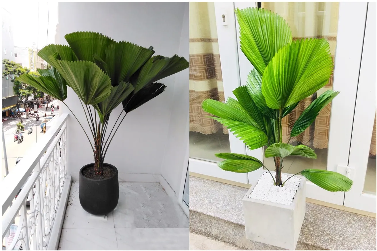 Cây Kè Nhật/ Cọ Nhật