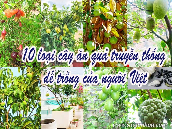 10 Loại Cây Ăn Quả Dễ Trồng Cho Vườn Nhà Việt