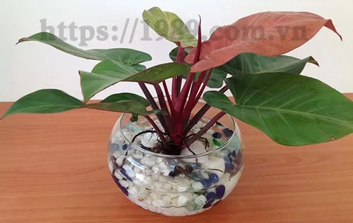 Cây Trầu Bà Đế Vương Thủy canh của 1989 JSC