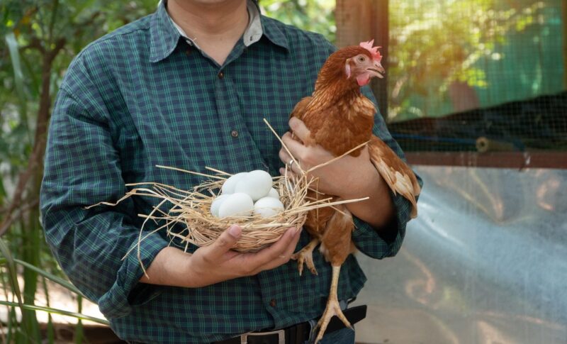 Hướng Dẫn Chi Tiết Cách Ủ Bã Đậu Nành Bón Cây, Tốt Cho Vườn Nhà