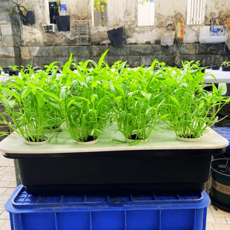 Kết quả kiểm nghiệm rau sạch an toàn của City Farm