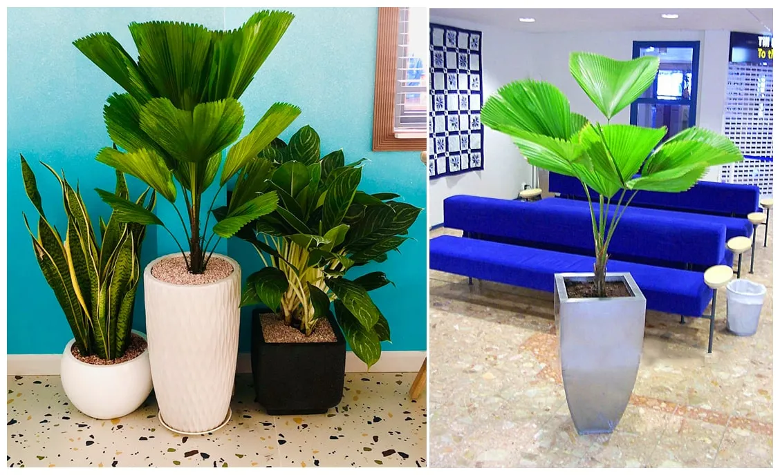 Cây Cọ Nhật mang nhiều may mắn cho gia chủ