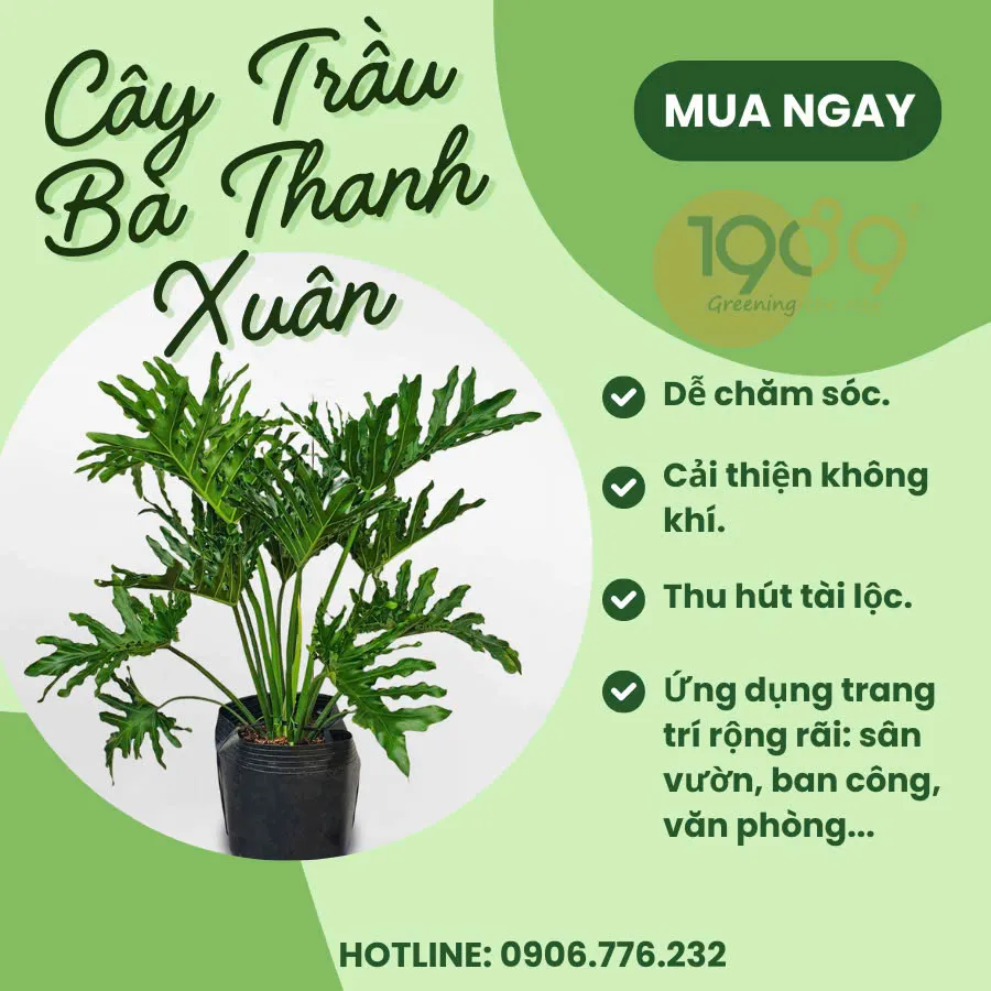 Công dụng của cây trong đời sống