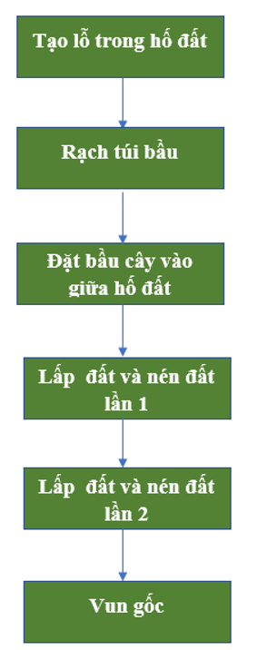 Quy Trình Trồng Cây Con Rễ Trần Đúng Kỹ Thuật Lâm Nghiệp
