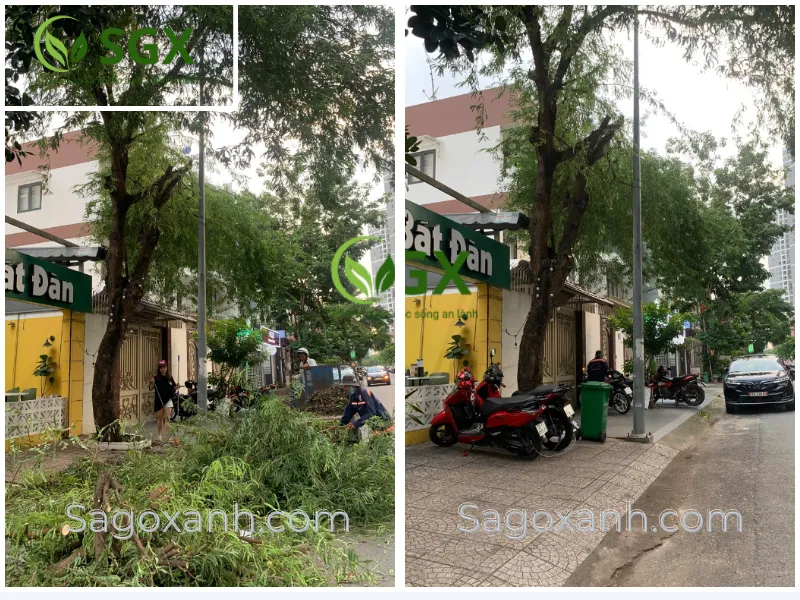 Cắt tỉa cây Me Chua