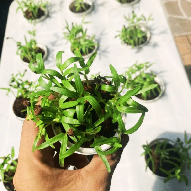 Tận dụng ban công chung cư để đặt chậu trồng cây thủy canh