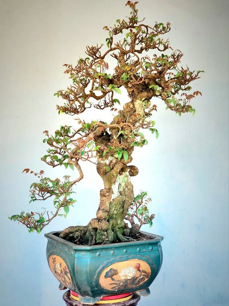 Cây khế bon sai đẹp - Vẻ đẹp của sự tỉ mỉ