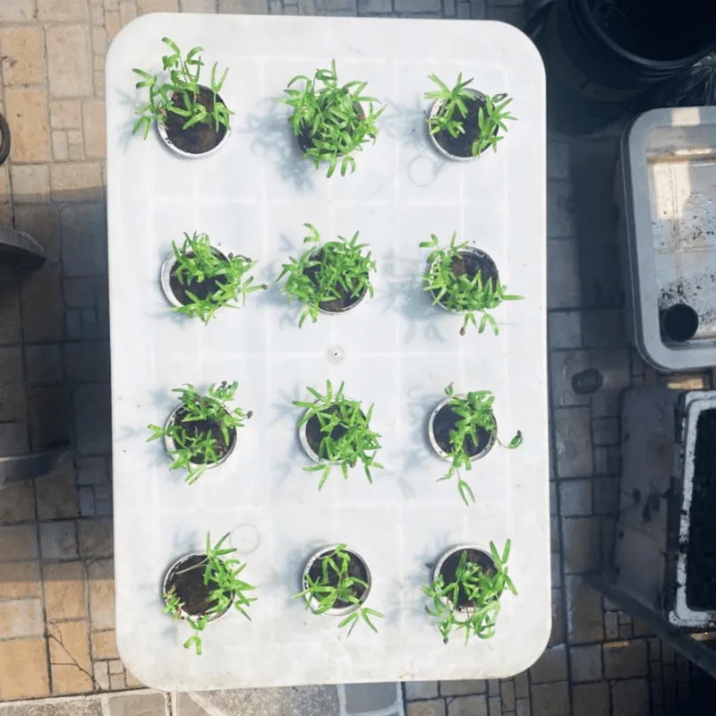 Hệ thống rau thủy canh xanh mướt sau 25 ngày canh tác