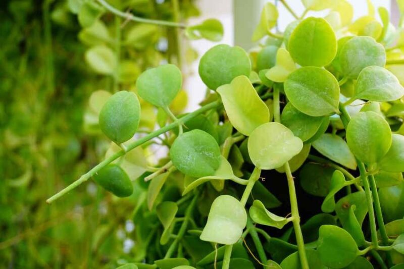 Hướng Dẫn Chi Tiết Cách Chăm Sóc Cây Hạt Dưa "Lan Hạt Dưa": Bí Quyết Trồng Cây Dễ Dàng