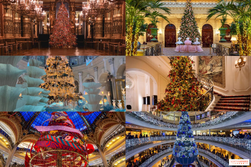 Cây Trúc Nhật Nở Hoa - Bí Ẩn Hoa Bất Ngờ Từ Cây Cảnh Quen Thuộc