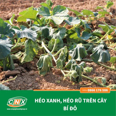 Chế phẩm sinh học tiêu diệt nấm gây hại cây trồng và bảo vệ rễ