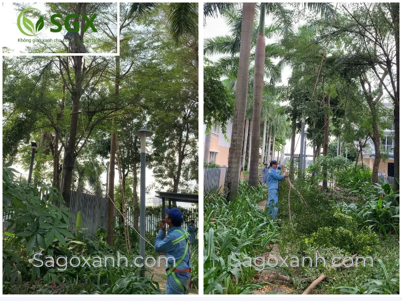 Dịch Vụ Cắt Tỉa Cây Xanh