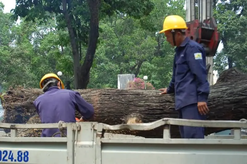 Hệ thống trực 24/24 xử lý sự cố cây xanh đô thị TPHCM