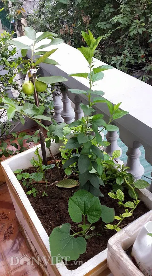 Thiết kế thùng xốp với hệ thống chứa nước